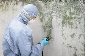 Best Commercial Mold Inspection  in Harris Hill, NY